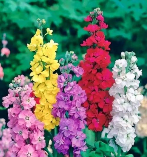 白玫瑰花瓣变粉色代表什么花?