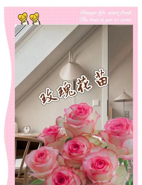 新买的玫瑰花如何快速养活？怎样防止花朵过早凋谢？