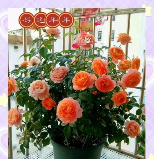 月季玫瑰花在阳台的养护要点是什么？