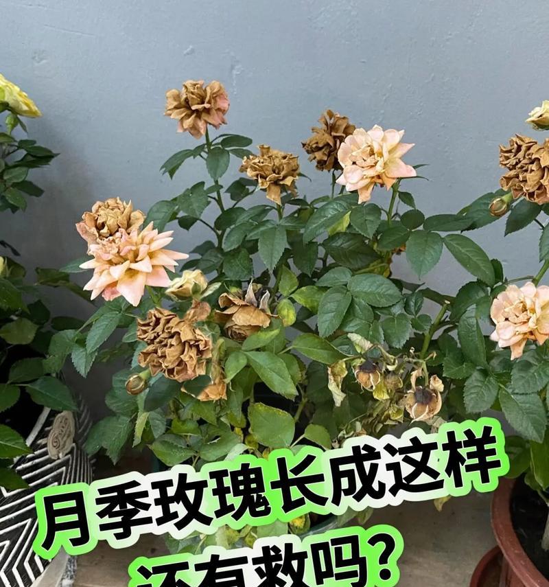 月季玫瑰花在阳台的养护要点是什么？