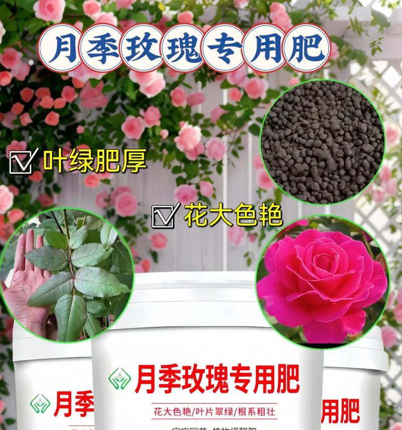 月季玫瑰花在阳台的养护要点是什么？