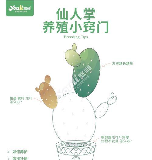 小燕子仙人球养殖需要注意哪些问题？