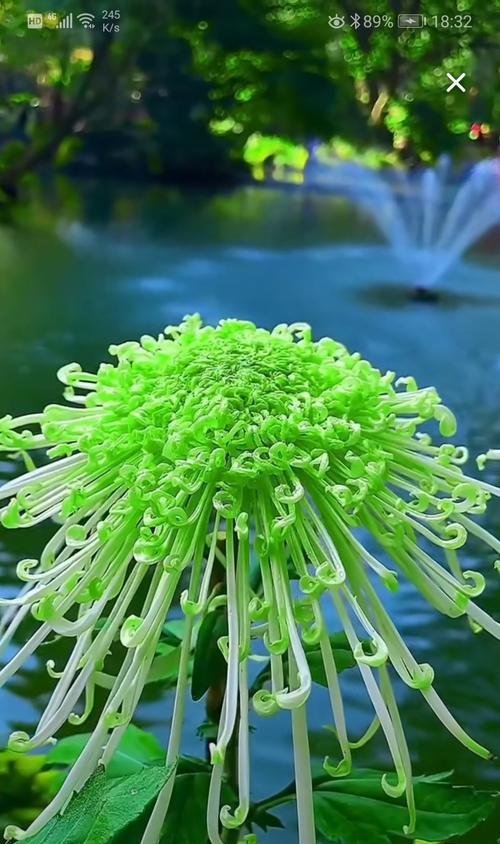 牡丹花对水和阳光的适应性如何？如何正确养护？