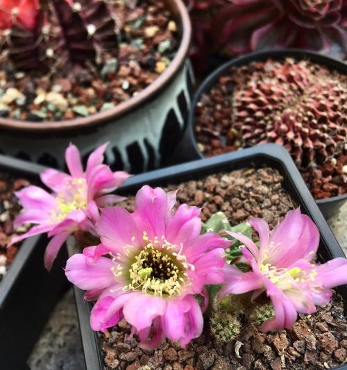 仙人掌黑球花如何养护才能开花？常见问题有哪些？