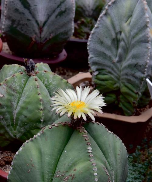 仙人掌黑球花如何养护才能开花？常见问题有哪些？