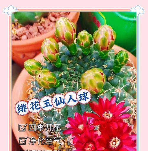 仙人掌黑球花如何养护才能开花？常见问题有哪些？