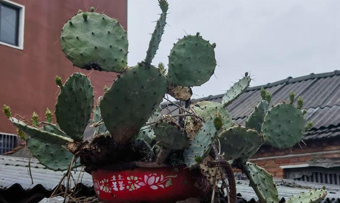 仙人掌植物和鱼具如何一起养护？养护仙人掌植物和鱼具的技巧是什么？