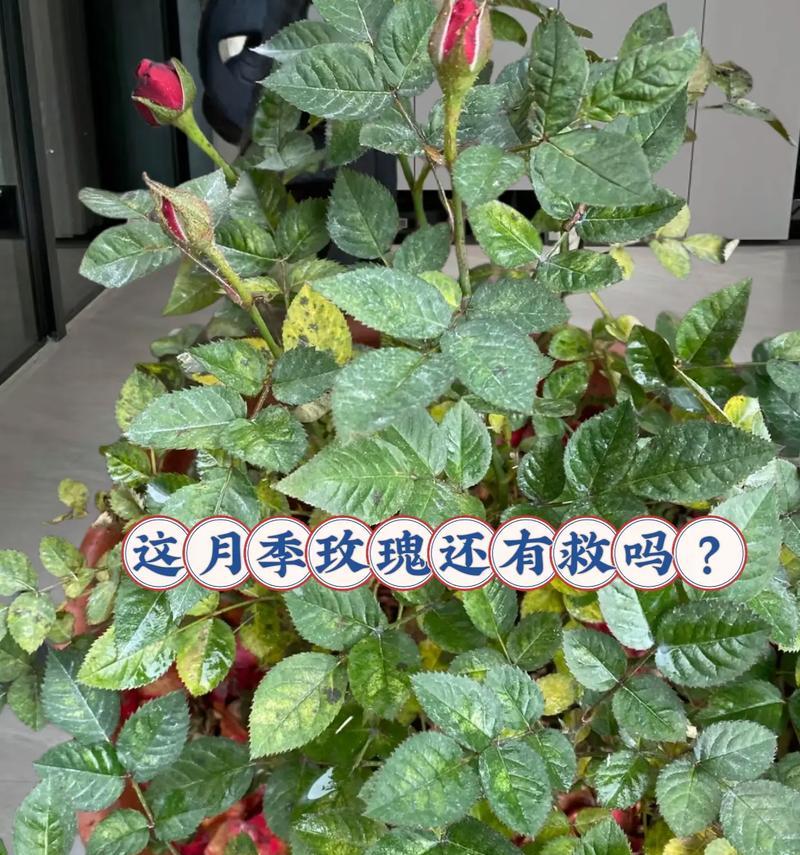 玫瑰花茎有何作用？对植物生长有何影响？