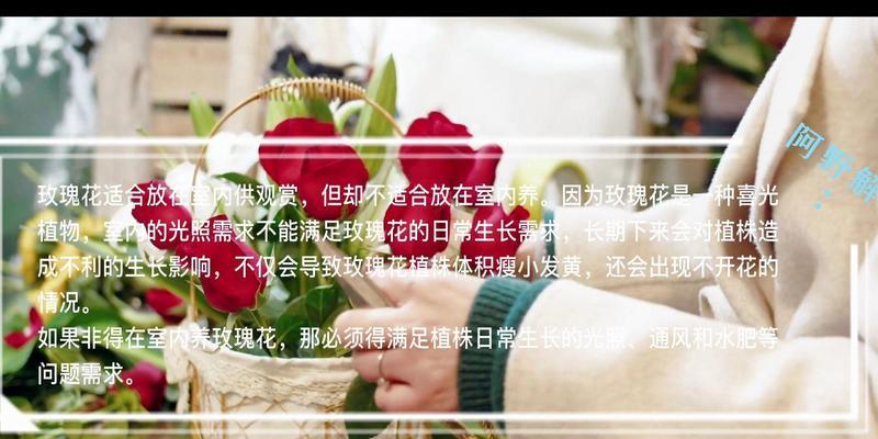 玫瑰花茎有何作用？对植物生长有何影响？