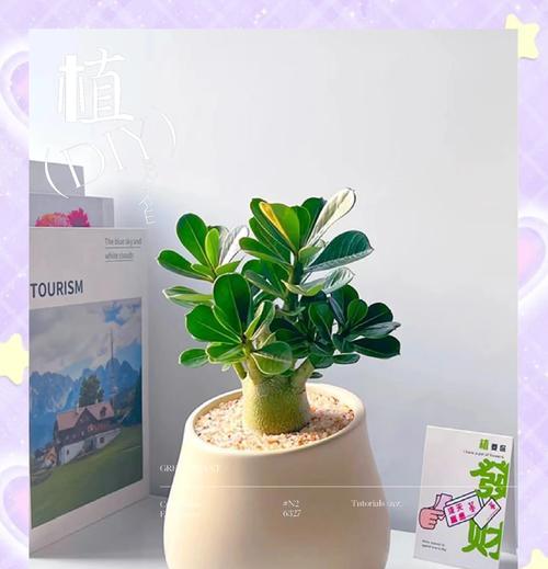 玫瑰花茎有何作用？对植物生长有何影响？