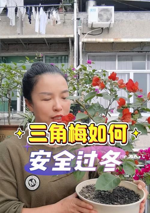 玫瑰花如何安全过冬？冬季养护需要注意哪些问题？