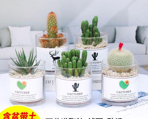 仙人掌盆栽桌面摆放的技巧是什么？