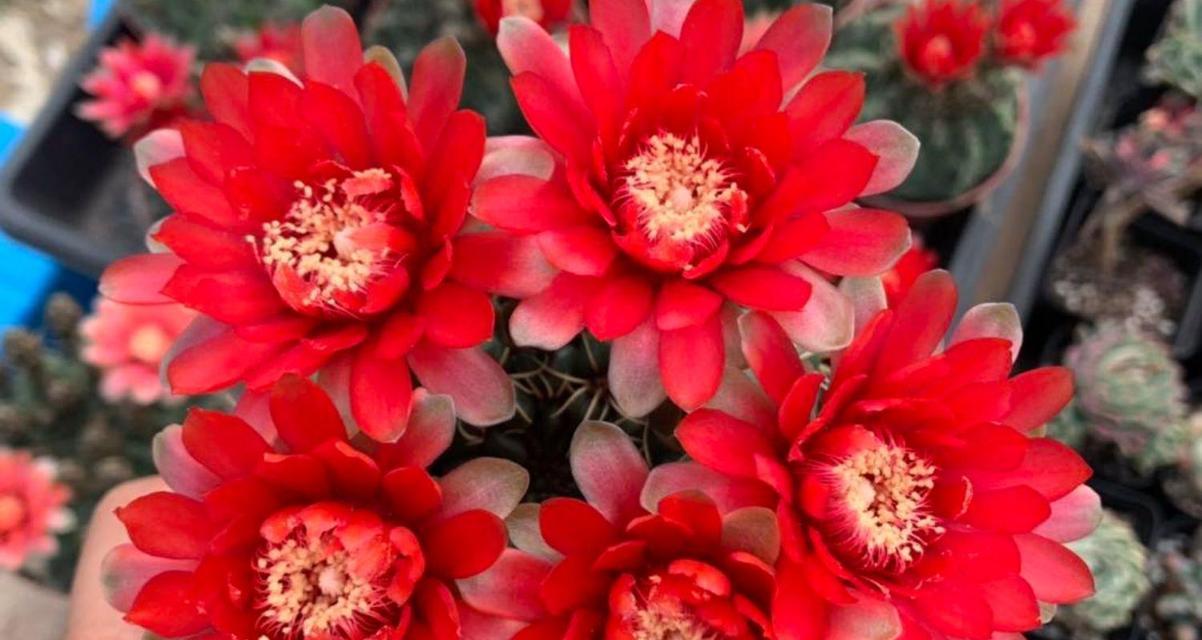 仙人掌红色浆果开花条件是什么？如何促进开花？