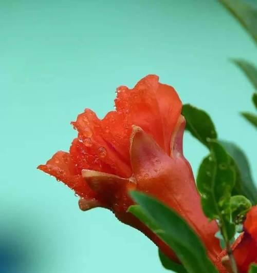仙人掌红色浆果开花条件是什么？如何促进开花？