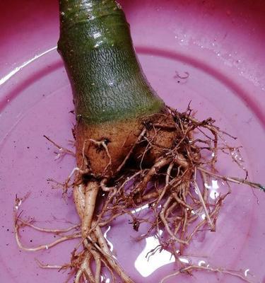 冷酷剪玫瑰花怎么剪？如何进行修剪以保持美观？