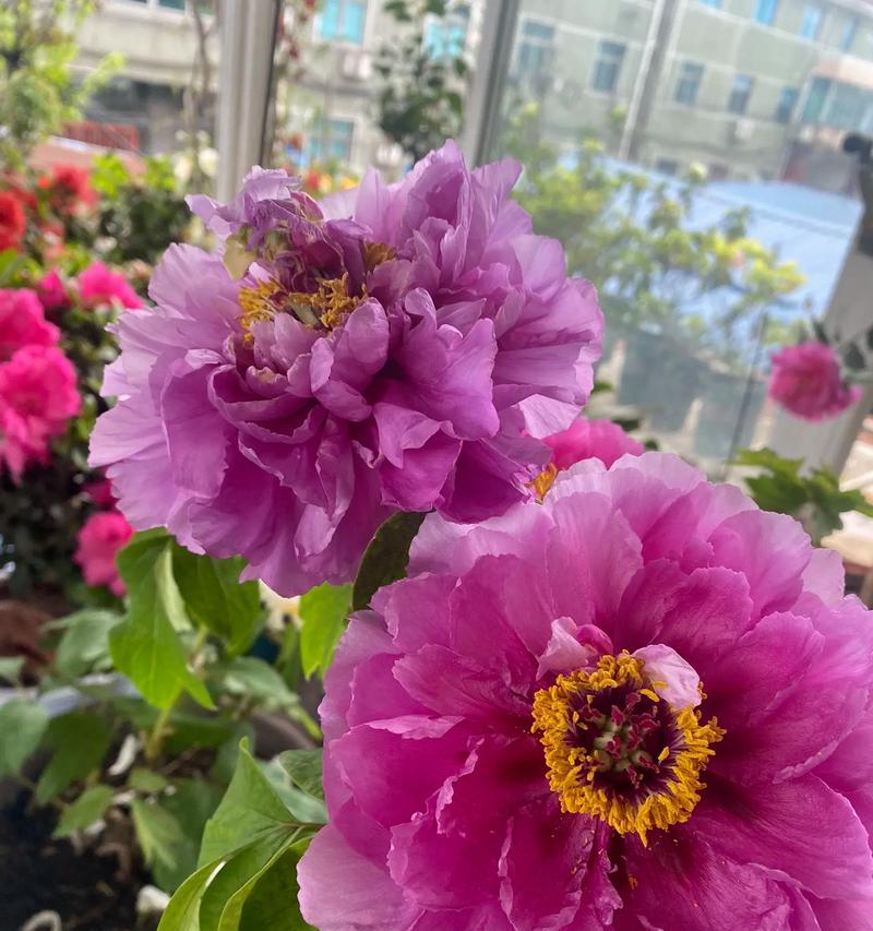 肥东牡丹花的开花时间是什么时候？