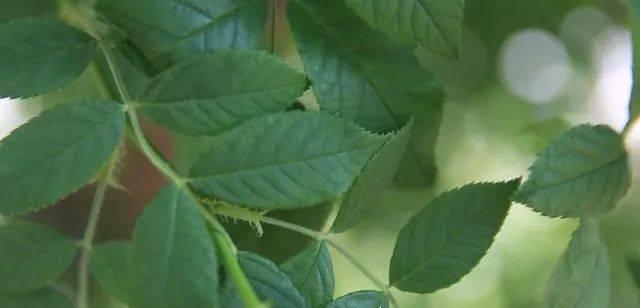 玫瑰花叶子怎样才算好看？