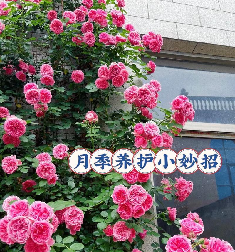 玫瑰花叶子怎样才算好看？