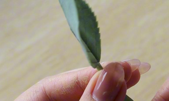 玫瑰花叶子怎样才算好看？