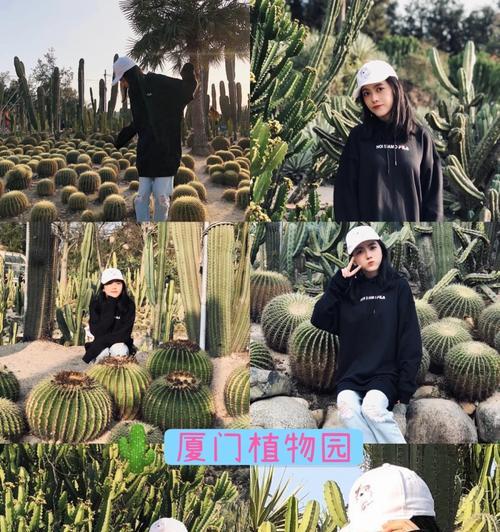 仙人掌折断后如何重新种植和护理？