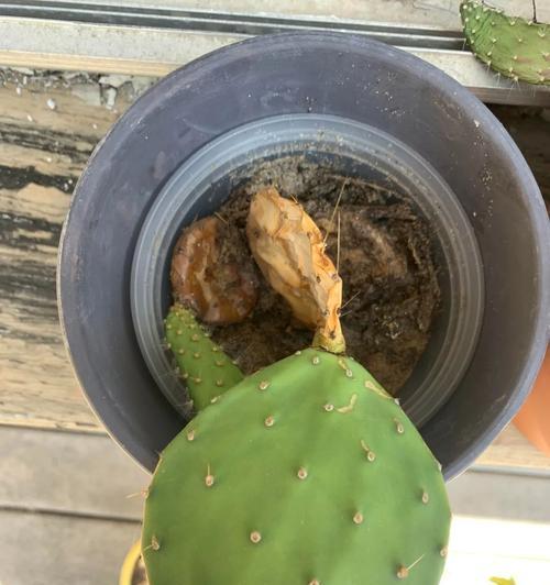 仙人掌折断后如何重新种植和护理？