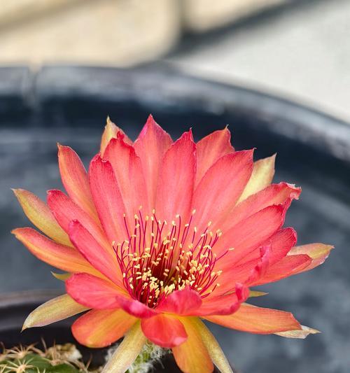 仙人球冒小球不开花怎么办？珊瑚仙人掌插枝能活吗怎么养？
