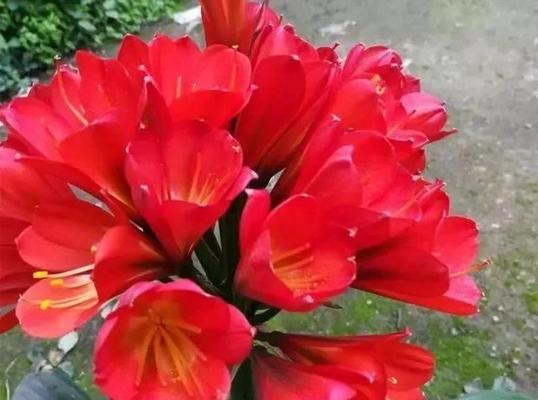 短剑君子兰开花的条件是什么？