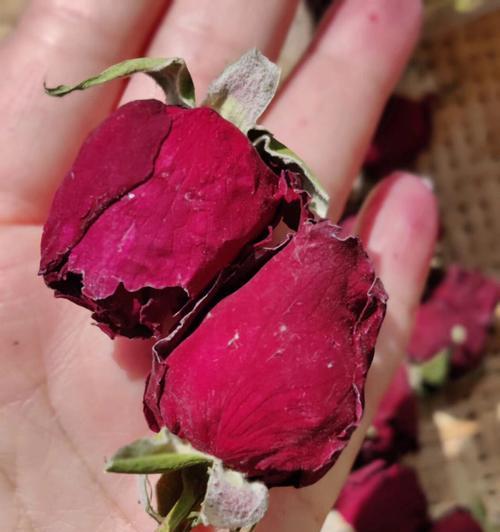 玫瑰花苞未形成时应如何照料？