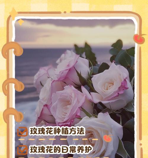 南方玫瑰花冬季修剪方法是什么？