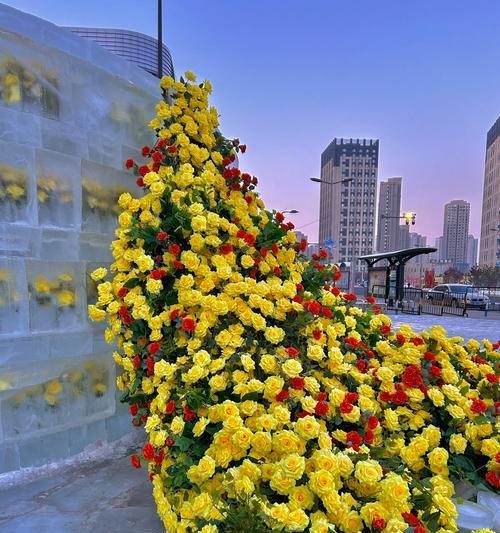南方玫瑰花冬季修剪方法是什么？