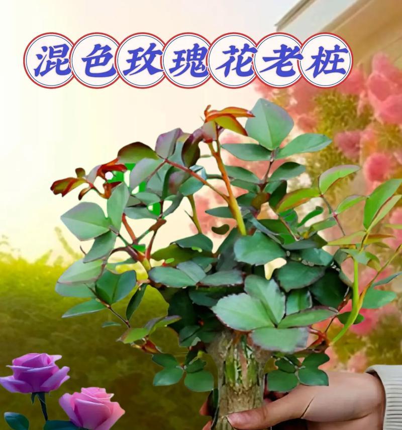 南方玫瑰花冬季修剪方法是什么？
