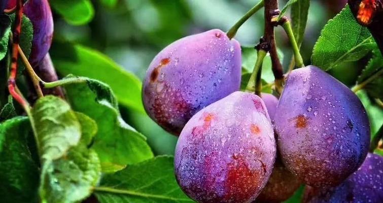 瓦片种植仙人球的方法是什么？怎样才能种得好？