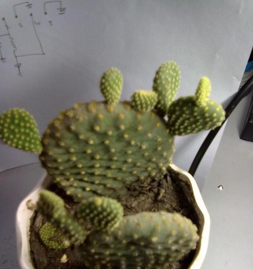 瓦片种植仙人球的方法是什么？怎样才能种得好？