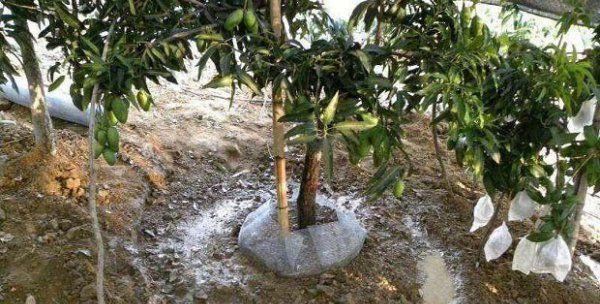 瓦片种植仙人球的方法是什么？怎样才能种得好？