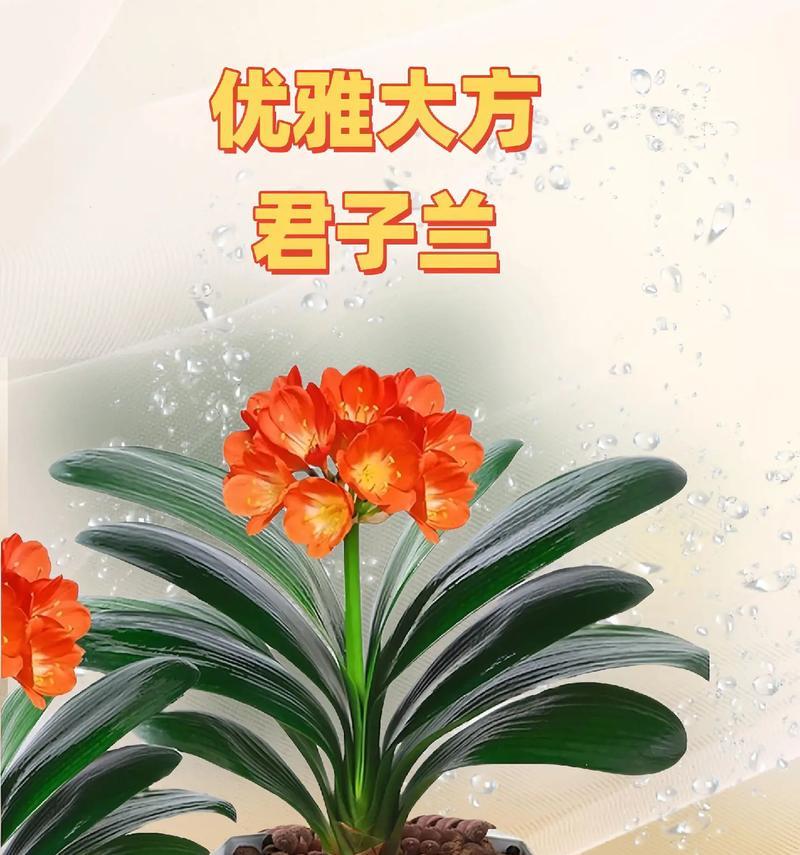 君子兰水培的可能性有多大？水培君子兰的优缺点是什么？