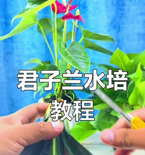 君子兰水培的可能性有多大？水培君子兰的优缺点是什么？