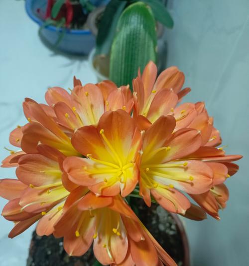 君子兰带花苞时如何使用花架？有哪些注意事项？