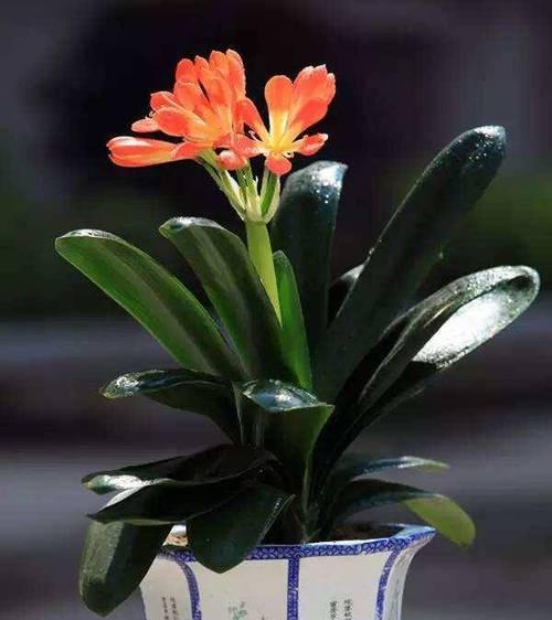 君子兰带花苞时如何使用花架？有哪些注意事项？
