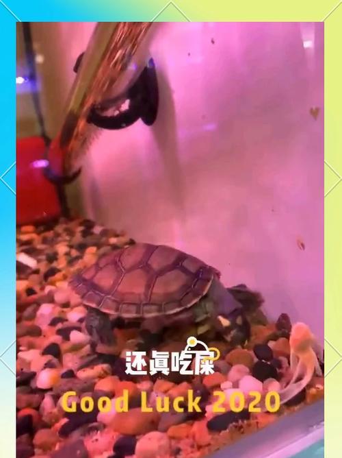 大黄鱼仙人球的养护要点是什么？