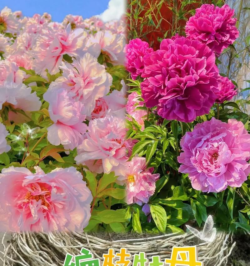 开花牡丹花的保养方法有哪些？