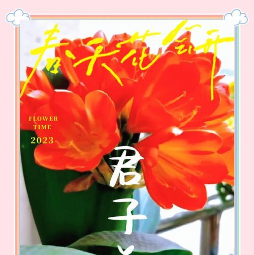 三株君子兰共盆需要注意什么？如何平衡养分供给？