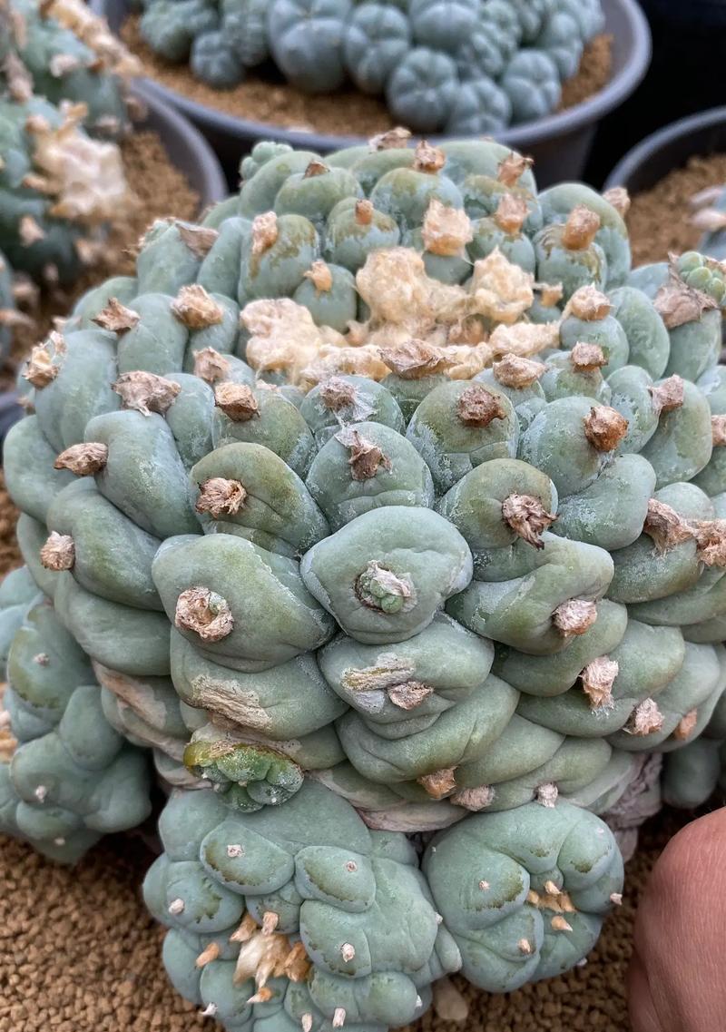金妞仙人球侧芽生长缓慢怎么办？