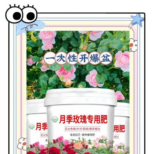玫瑰花的有机肥料选择有哪些？如何使用？