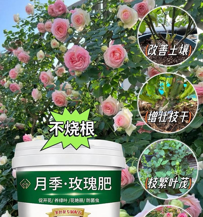 玫瑰花的有机肥料选择有哪些？如何使用？