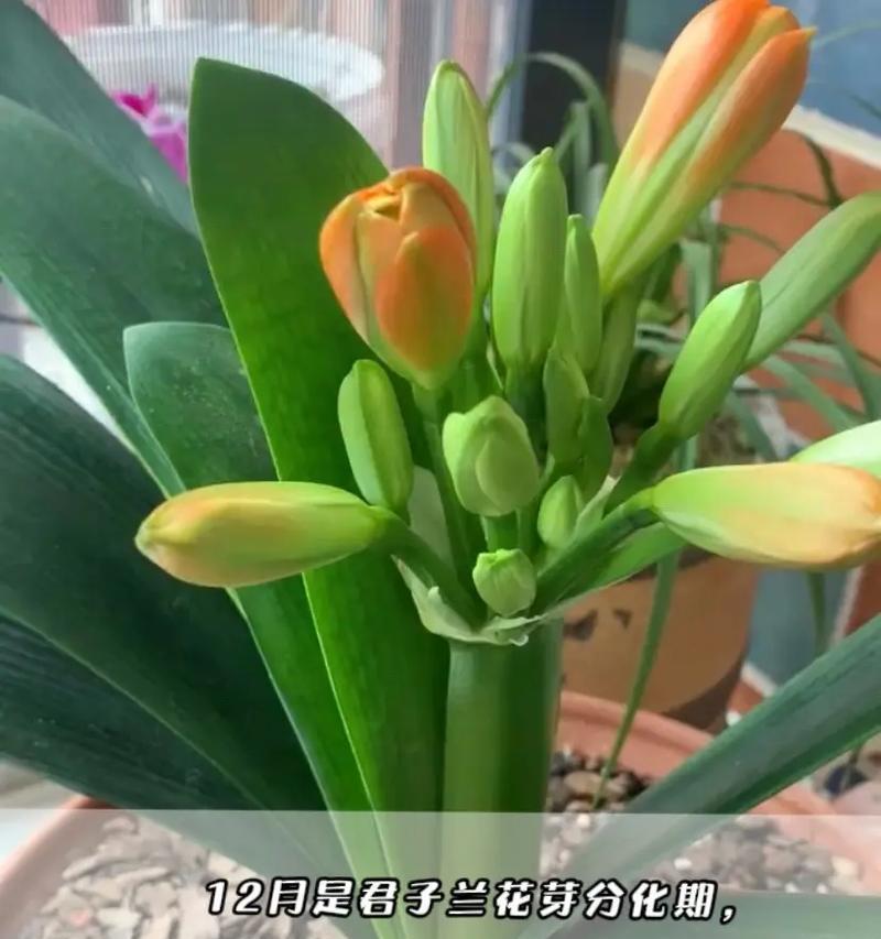 君子兰的懒花和勤花品种有何不同？