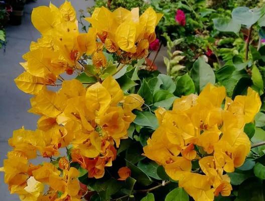 君子兰的懒花和勤花品种有何不同？