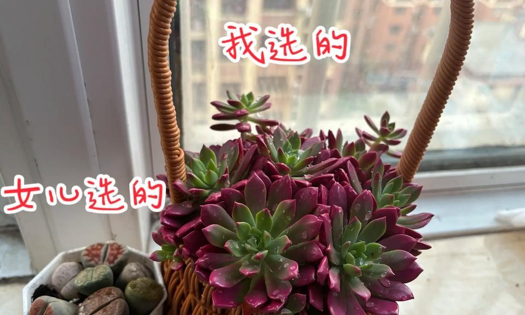 红玫瑰花的插种技巧是什么？