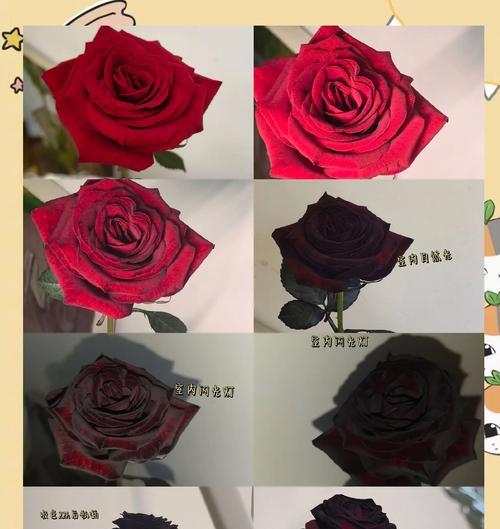 红玫瑰花的插种技巧是什么？