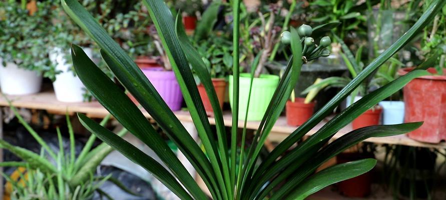 君子兰种植后多久发新芽？
