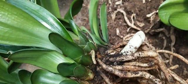 君子兰种植后多久发新芽？